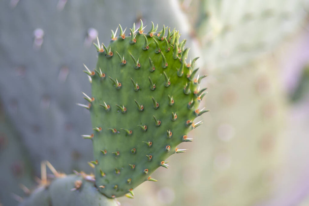 A closeup shot of a growing cactus plant under the daylight - Photo, Image