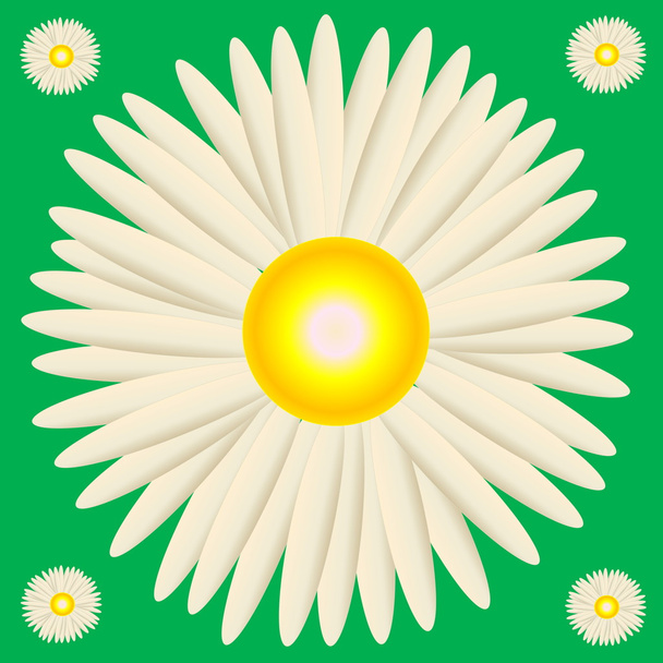 White daisy - Photo, Image