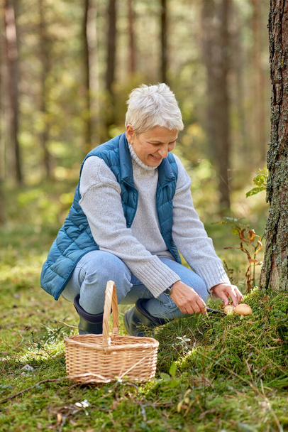 senior woman picking mushrooms in autumn forest - Foto, Imagen