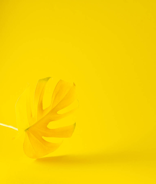 Feuille jaune de la maison fleur Monstera gros plan illuminé sur fond jaune tendance, couleurs tendance de l'année - Photo, image