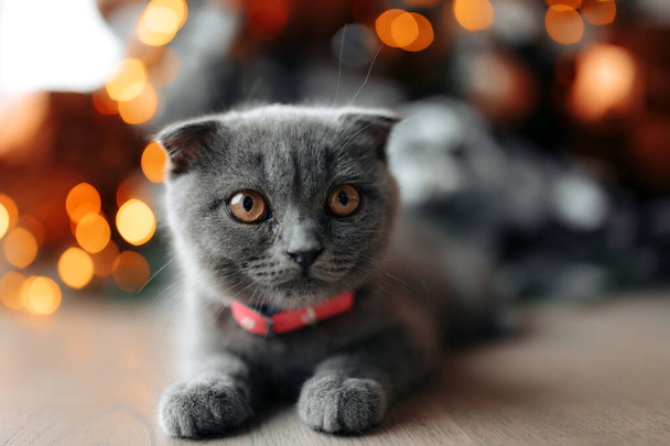 Pretty little scotish cat sitting on the floor in front of Christmas tree at home. - Foto, Imagen