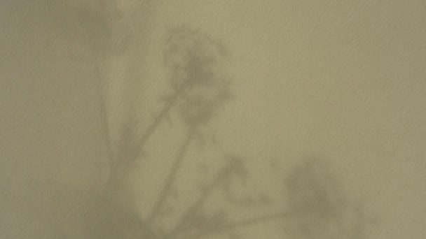 Abstrakte bewegliche Schatten an der Wand. Eine leichte Morgenbrise mischt den transparenten Tüll und die Blumen am Fenster. Monochromes Schattenmuster auf der beigen Textur der Wand. Natürlicher Hintergrund - Filmmaterial, Video