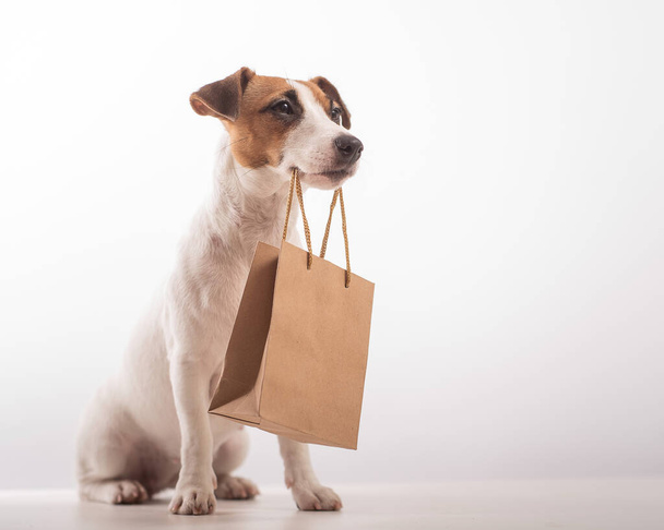 Portrait of dog jack russell terrier holding a paper craft bag in its mouth on a white background - Фото, изображение