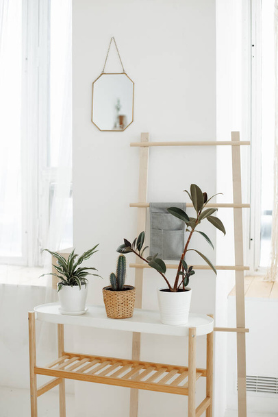 Házi növények fehér tiszta és tiszta skandináv hálószoba - Fotó, kép