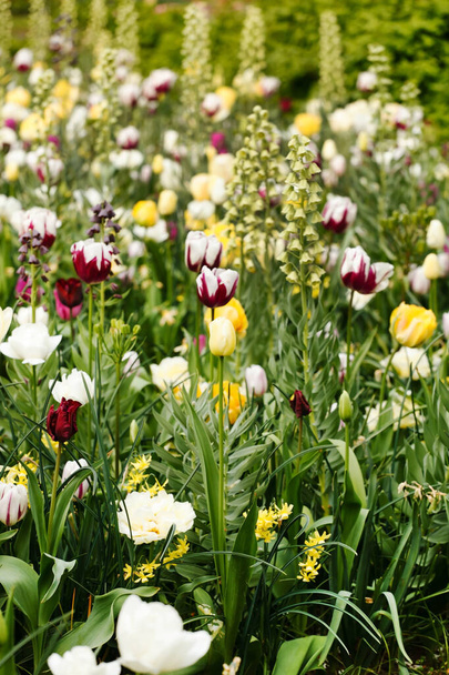 spring garden with nice tulips - 写真・画像