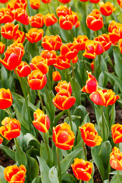 spring garden with nice tulips - Foto, afbeelding