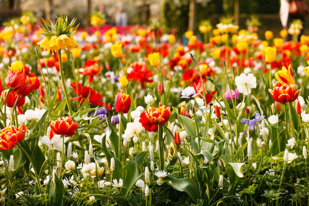 spring garden with nice tulips - Fotoğraf, Görsel