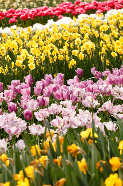 spring garden with nice tulips - 写真・画像