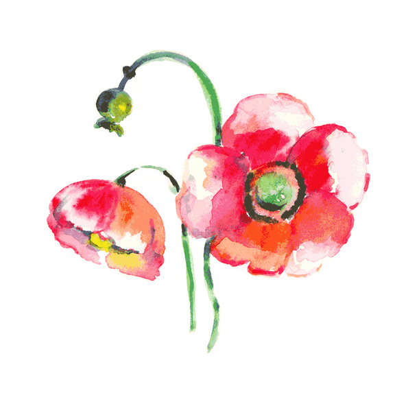Watercolor Poppy Flower - in vector - Vettoriali, immagini