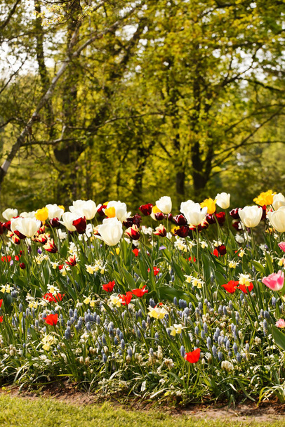 spring garden with nice flowers - Zdjęcie, obraz