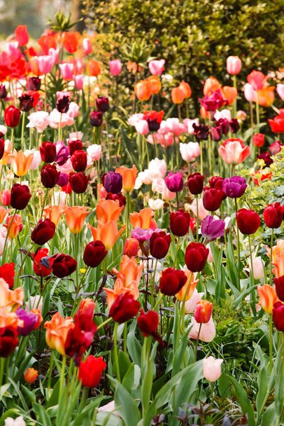 spring garden with nice flowers - Foto, Imagen