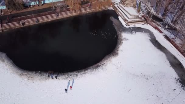 Стая уток покоится на ледяном пруду в парке - Кадры, видео