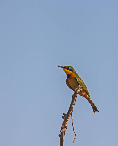 The Little Bee-eater (Merops pusillus)  predominantly eat insects, especially bees, wasps and hornets, who are caught in the air by sorties from an open perch. - Photo, Image
