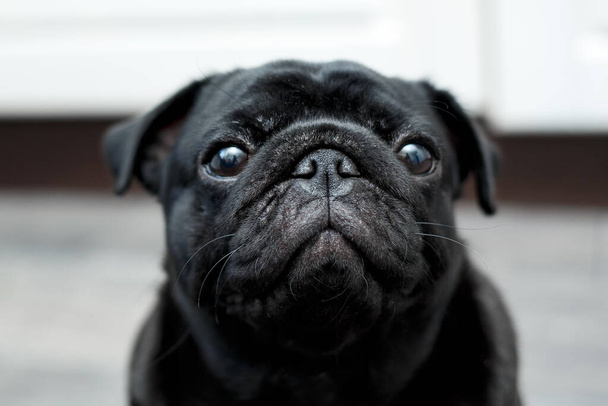 Πορτρέτο ενός μαύρου σκυλιού pug, κοιτάζοντας ευθεία - Φωτογραφία, εικόνα