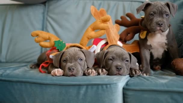 American Bully cachorros yacen en el sofá antes de Navidad. Bully cachorros en sombreros inteligentes. - Metraje, vídeo