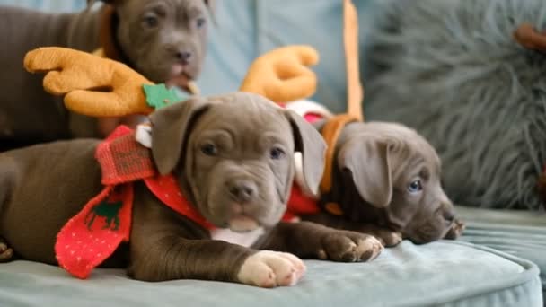 American Bully puppy 's liggen voor Kerstmis op de bank. Pestkoppen met slimme hoeden. - Video