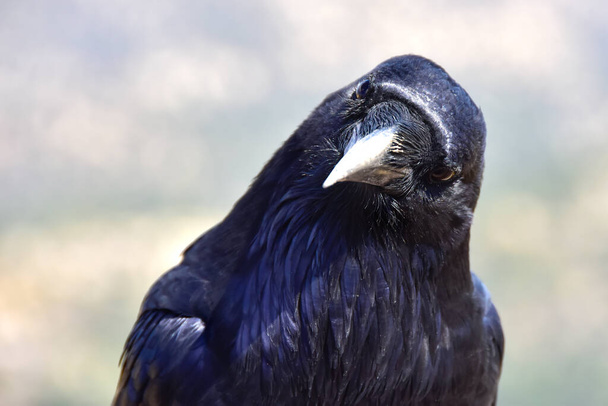Portrait of a Raven at Bryce Canyon National Park. - Photo, Image