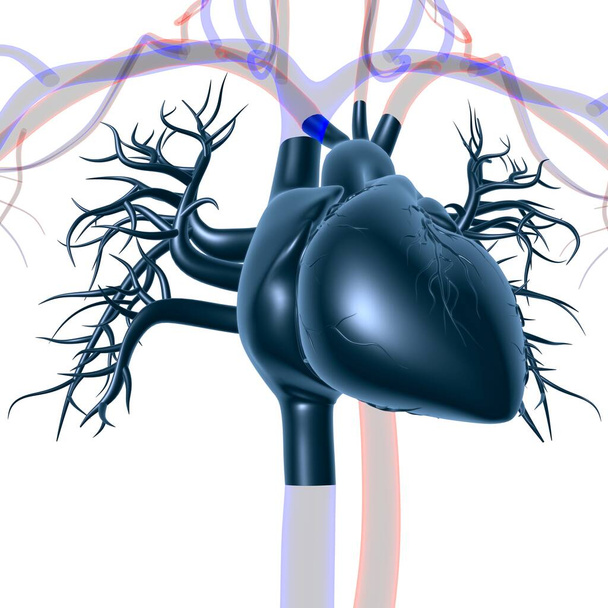 Ανθρώπινη ανατομία καρδιάς για την ιατρική έννοια 3D εικονογράφηση - Φωτογραφία, εικόνα