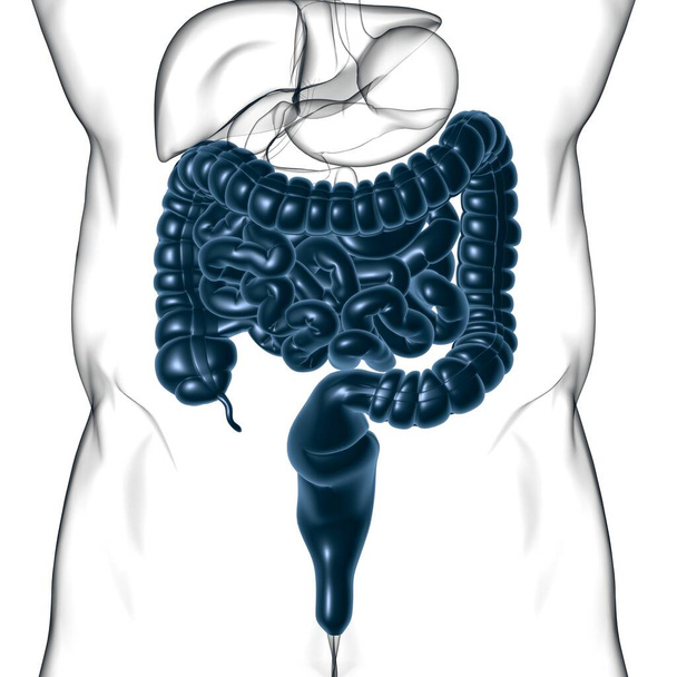 Tıbbi Konsept İçin Küçük ve Büyük bağırsak 3B Görüntü İnsan Sindirim Sistemi Anatomisi - Fotoğraf, Görsel