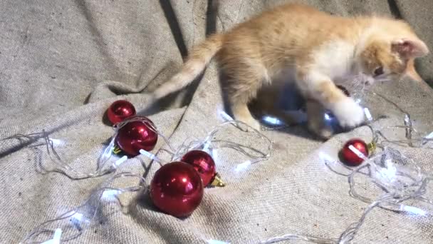 4K videó karácsonyi és újévi fiatal macskával. Bájos kis csíkos piros cica játszik piros kerek karácsonyfa játékok labdák és koszorú mellette, és izzó. - Felvétel, videó