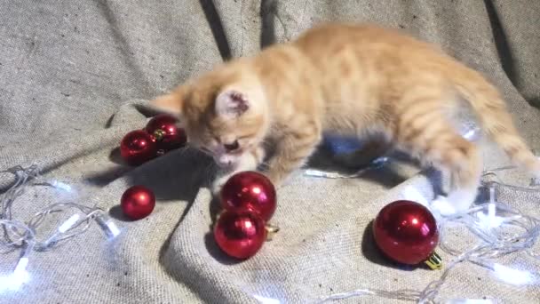 4K videó karácsonyi és újévi fiatal macskával. Bájos kis csíkos piros cica játszik piros kerek karácsonyfa játékok labdák és koszorú mellette, és izzó. - Felvétel, videó