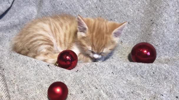 Imádnivaló kis csíkos piros cica alszik mellett piros kerek karácsonyfa játékok labdák. 4K videó karácsonyi és újévi fiatal macska. - Felvétel, videó