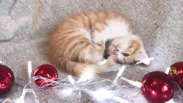 Bájos kis csíkos piros cica alszik mellett piros kerek karácsonyfa játékok labdák és ünnepi koszorú világít. 4K videó karácsonyi és újévi fiatal macska. - Felvétel, videó
