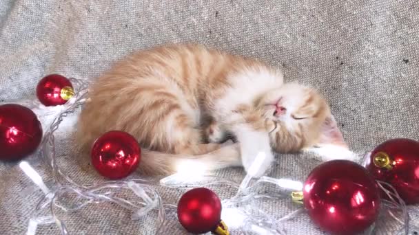 Bájos kis csíkos piros cica alszik mellett piros kerek karácsonyfa játékok labdák és ünnepi koszorú világít. 4K videó karácsonyi és újévi fiatal macska. - Felvétel, videó