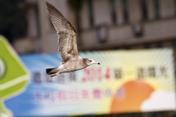seagull in flight,Larus crassirostris - Photo, Image