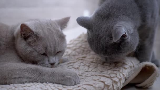 Dos hermosos gatos británicos grises lamen alfombra blanca de lana con lengua. Home Mascotas - Imágenes, Vídeo