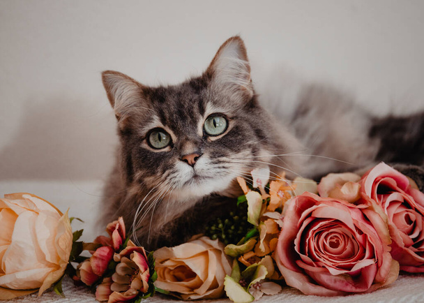 Hairy domestic cat with big green eyes posing with pink and yellow flowers. - Фото, зображення