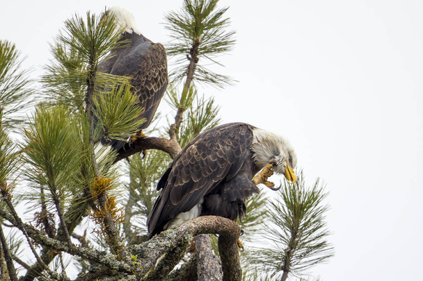 Ένας αετός σκαρφαλωμένος σε ένα κλαδί γρατσουνίζεται με το μεγάλο νύχι του στο βόρειο Αϊντάχο.. - Φωτογραφία, εικόνα