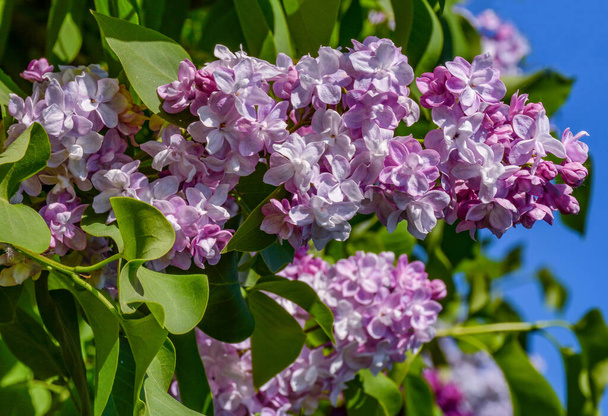 Blooming lilacs on the Champ de Mars in St. Petersburg in the month of May. - Photo, Image