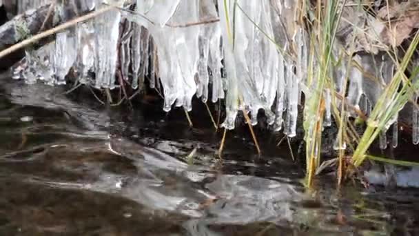 primeras heladas en la hierba del lago en la orilla en carámbanos - Imágenes, Vídeo