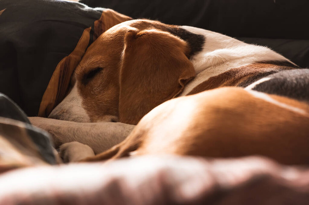Un perro adulto beagle durmiendo en una cama acogedora. - Foto, imagen