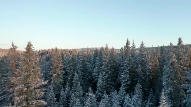 4k aerea salire sopra la foresta per rivelare maestose montagne sull'orizzonte - Filmati, video