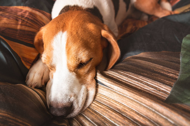 Ένας ενήλικος σκύλος που κοιμάται σε ένα άνετο κρεβάτι. - Φωτογραφία, εικόνα