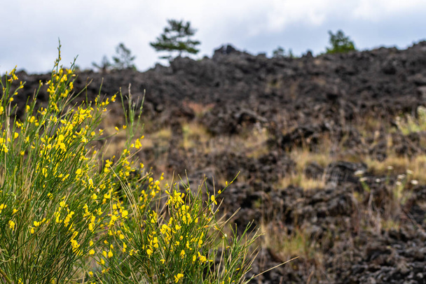 Вид на ландшафт вулкана Этна среди облаков в районе Рифуджио Сапиенса. Типичная летняя растительность и цветы частично покрывают лавовый поток. Сицилия, Италия - Фото, изображение