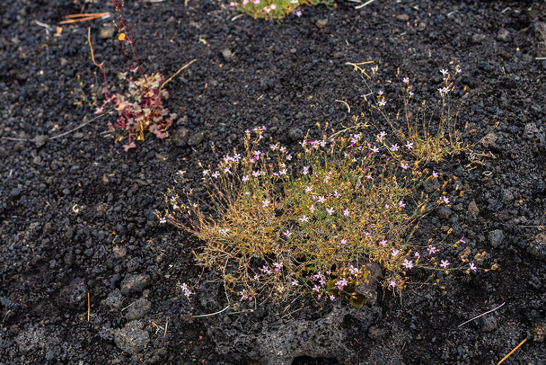 Цветные дикие летние цветы, растущие на поверхности вулкана Этна, Сицилия - Фото, изображение