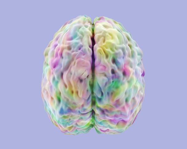 multicolor human brain model, brain activity concept, view top, 3d illustration - Fotografie, Obrázek
