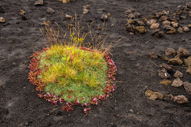 Colourful wild summer flowers growing on Etna Volcano lava stone surface, Sicily - Photo, Image