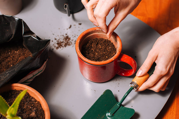 Crop gardener planting seeds into cup - Φωτογραφία, εικόνα