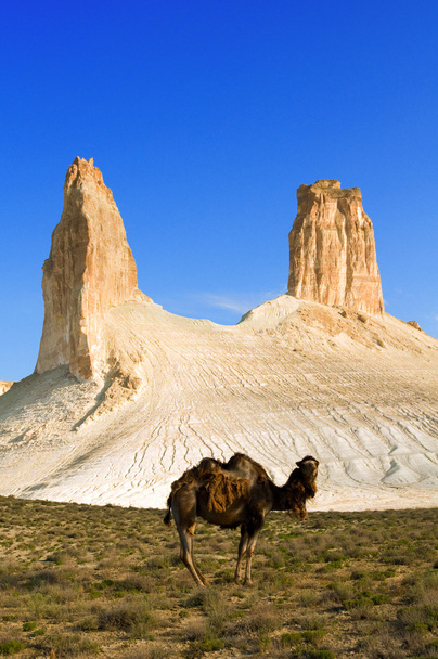 Kameli vastaan kaunis kivi
 - Valokuva, kuva