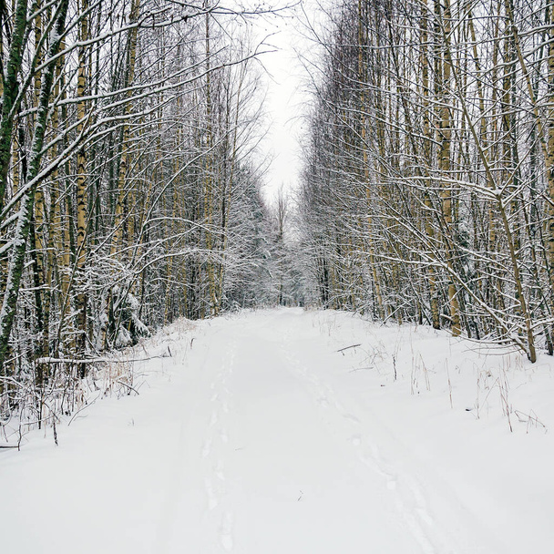 лесная дорога зимой среди берез, на дороге следы двух человек - Фото, изображение