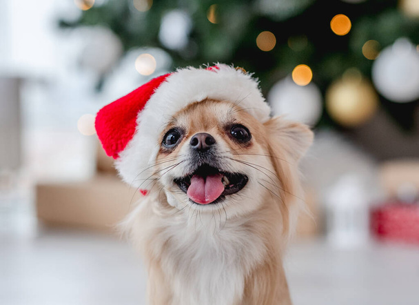 Chihuahua dog in santa hat beside christmas tree - Fotografie, Obrázek