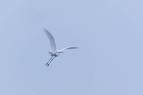 Suuri haikara - Ardea alba lintu - Valokuva, kuva