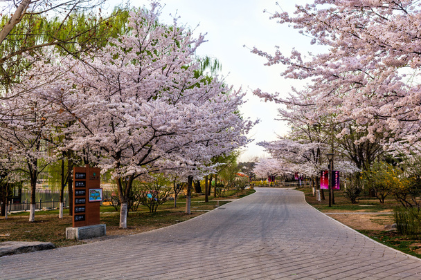 Sakura. - Foto, Imagem