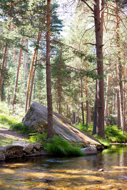 un bosque con árboles y rocas - Foto, imagen