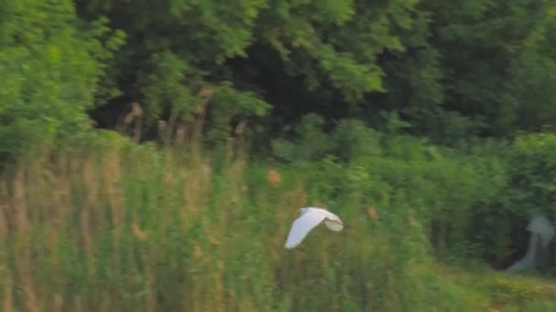 WIldlife Birds Europe - fehér gém repül a tó felett - Felvétel, videó