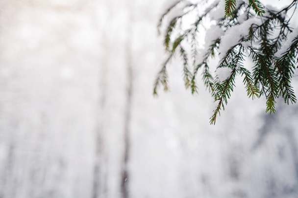 Pine trees are covered with snow on a frosty evening. Beautiful winter photo - Photo, Image